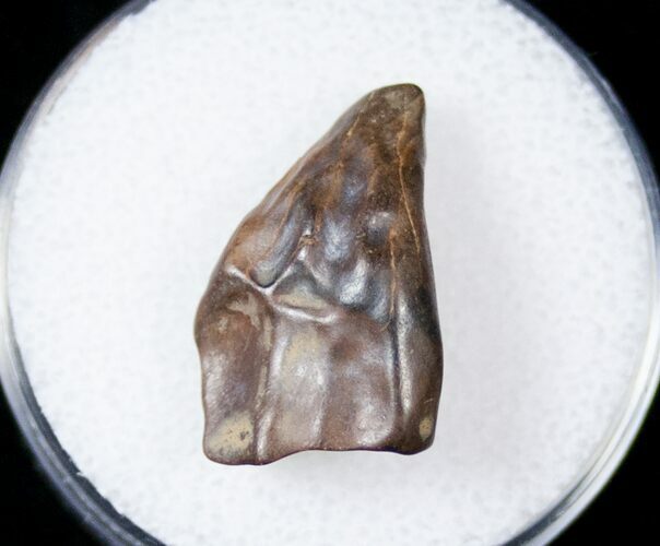 Ceratopsid Tooth - Judith River #17647